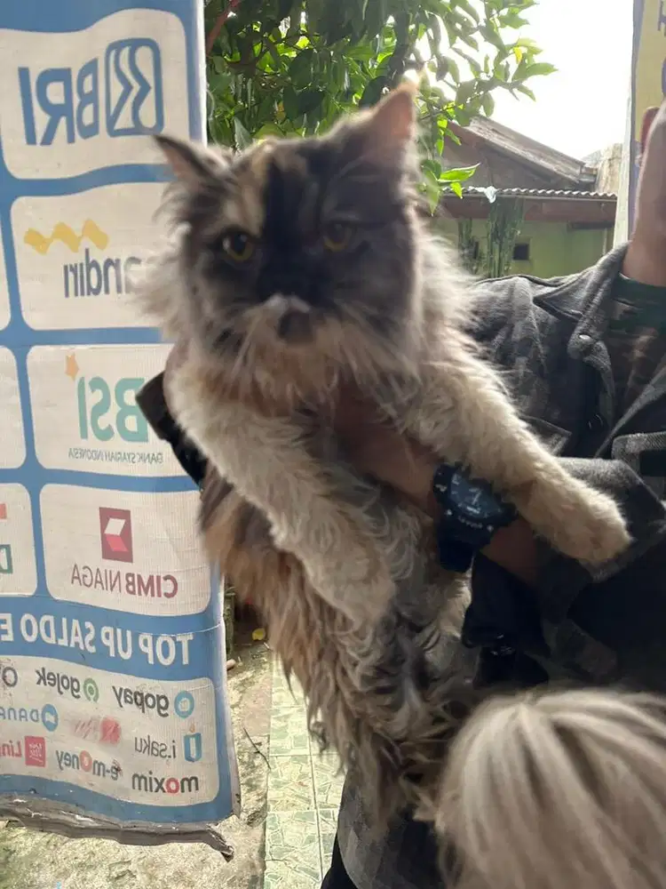 Di jual kucing peak nose