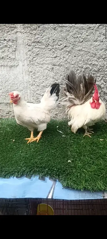 Ayam kate sepasang dewasa