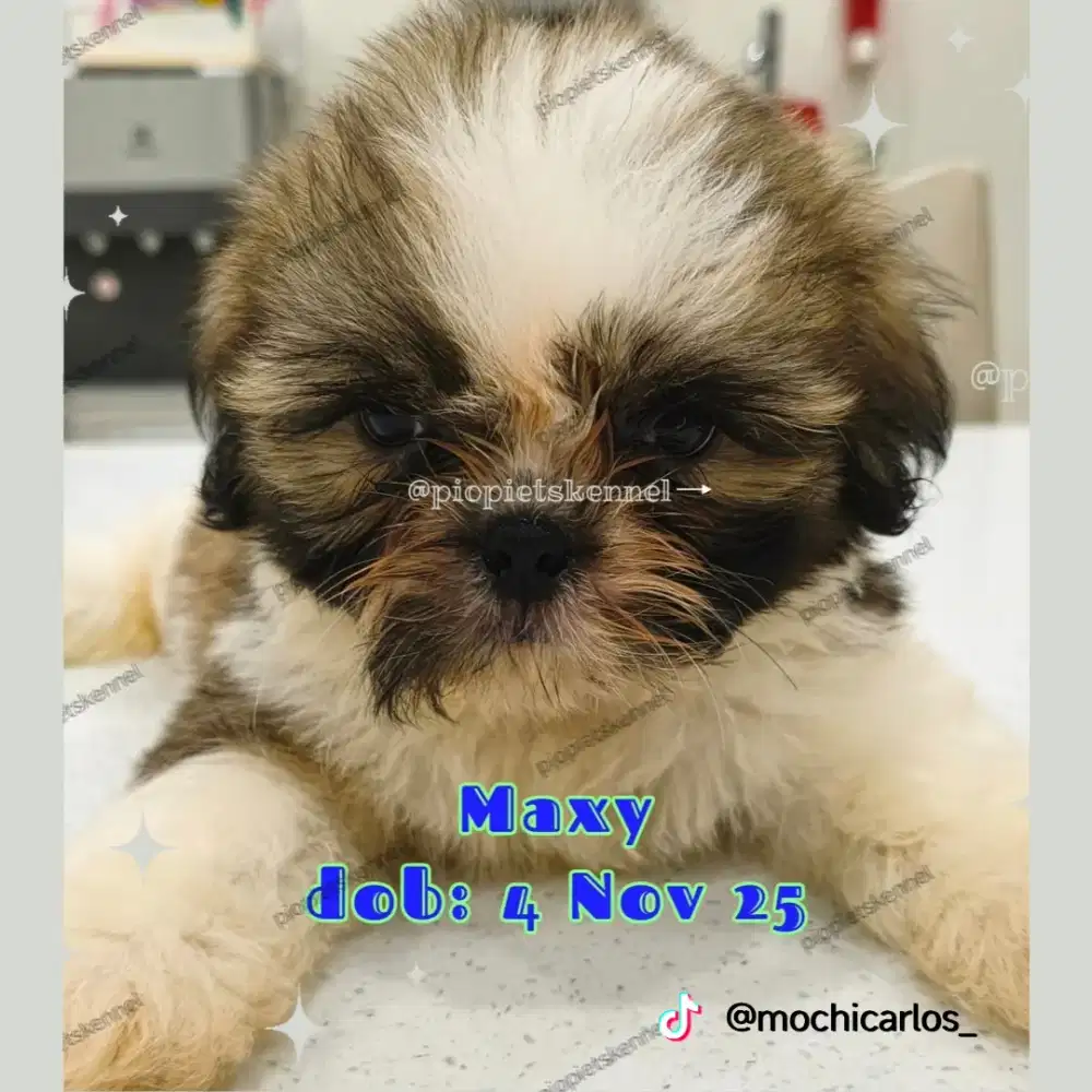 Anakan Shihtzu (Tri Color)