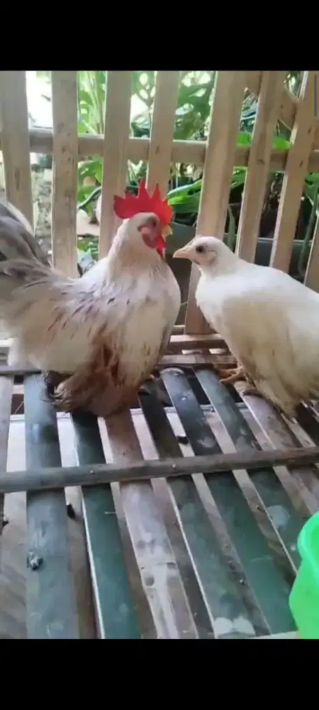 Ayam kate sepasang muda