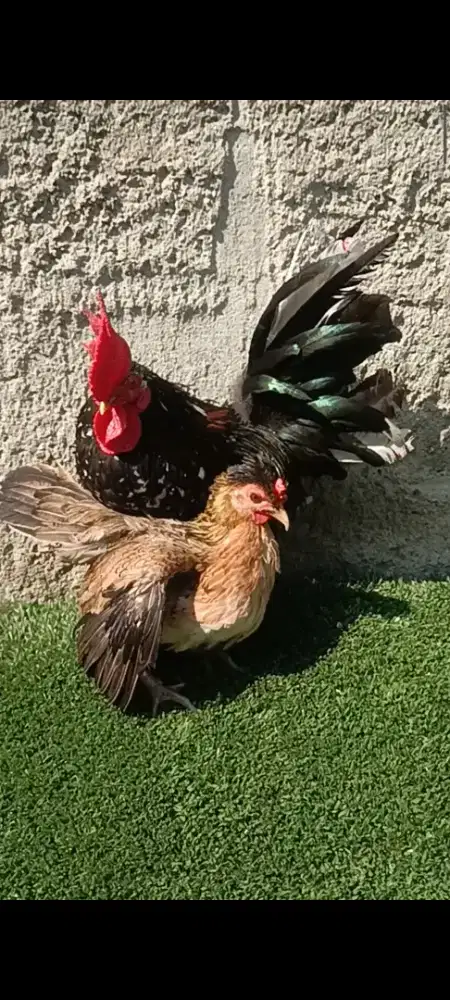 Ayam kate sepasang dewasa