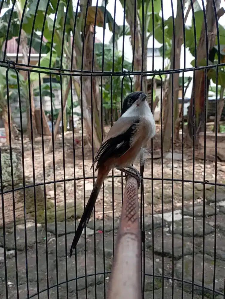 Burung pentet cendet jatim pastol