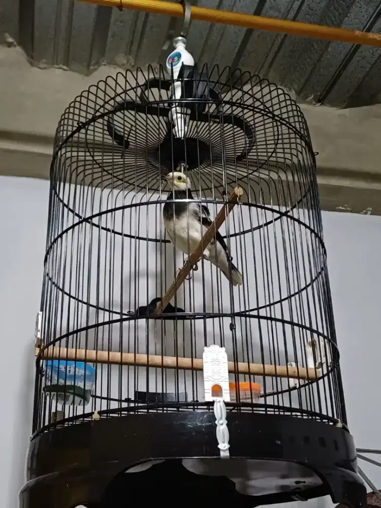 Jalak Hongkong remaja