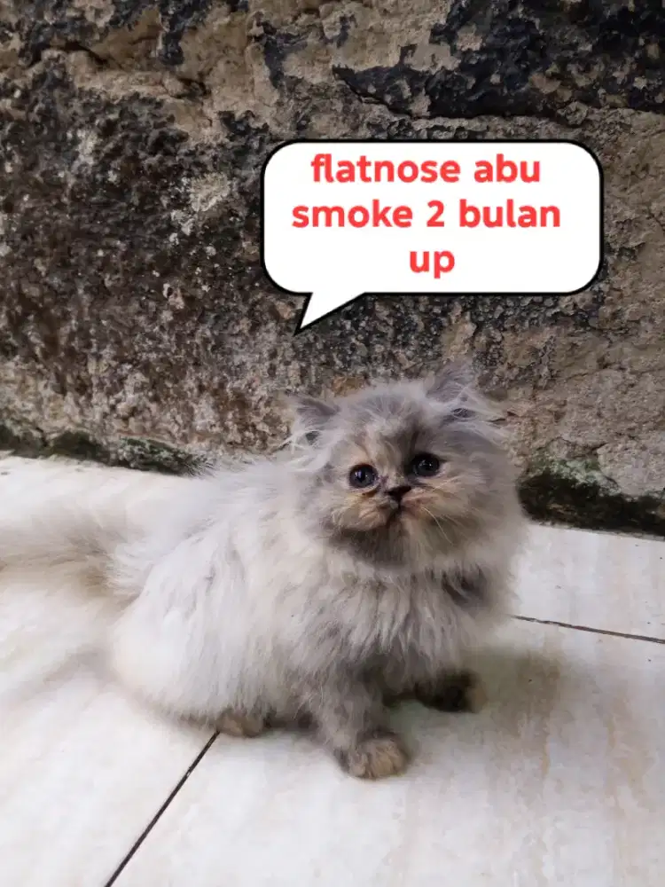 Kucing Persia flatnose