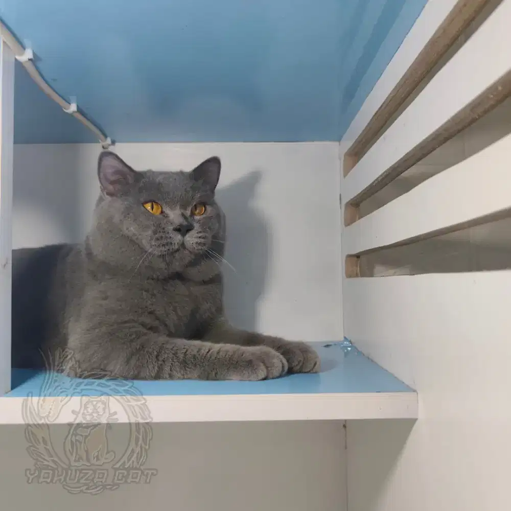 British Shorthair Cat