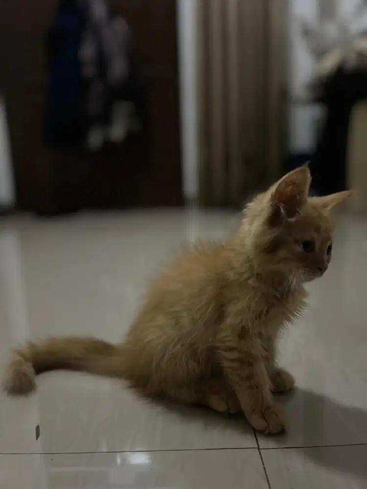 Kitten anak kucing persia