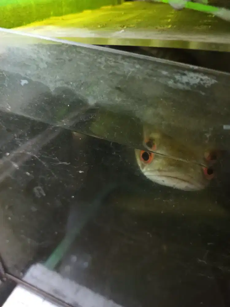 Channa ys kurleb 25cm mata merah murmer