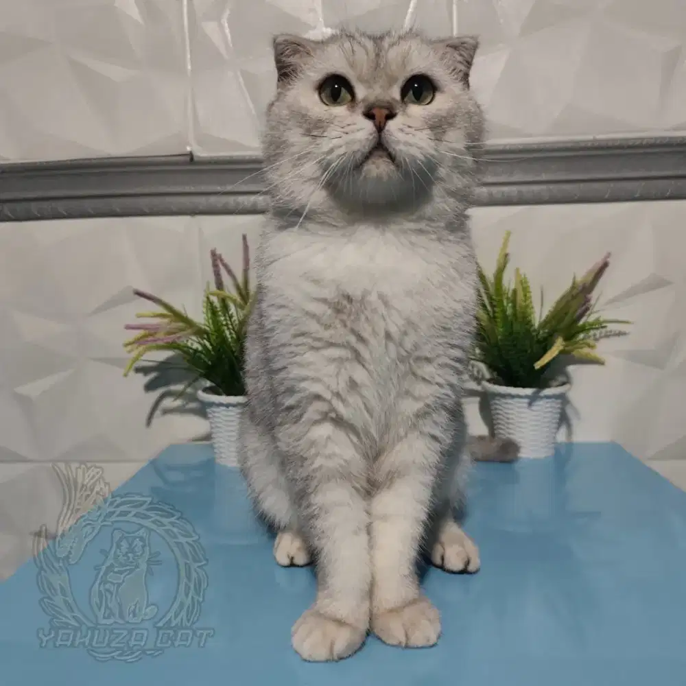 Scottish Fold Silver