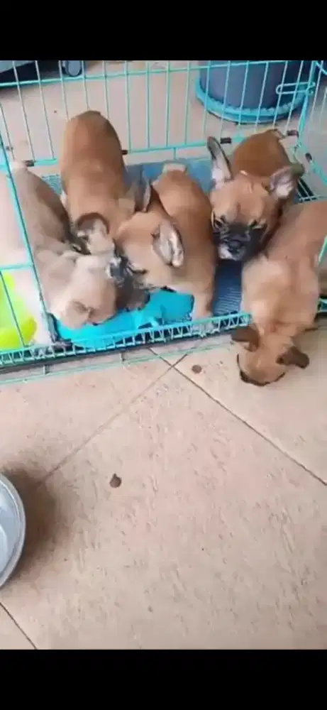 French Bulldog Puppies