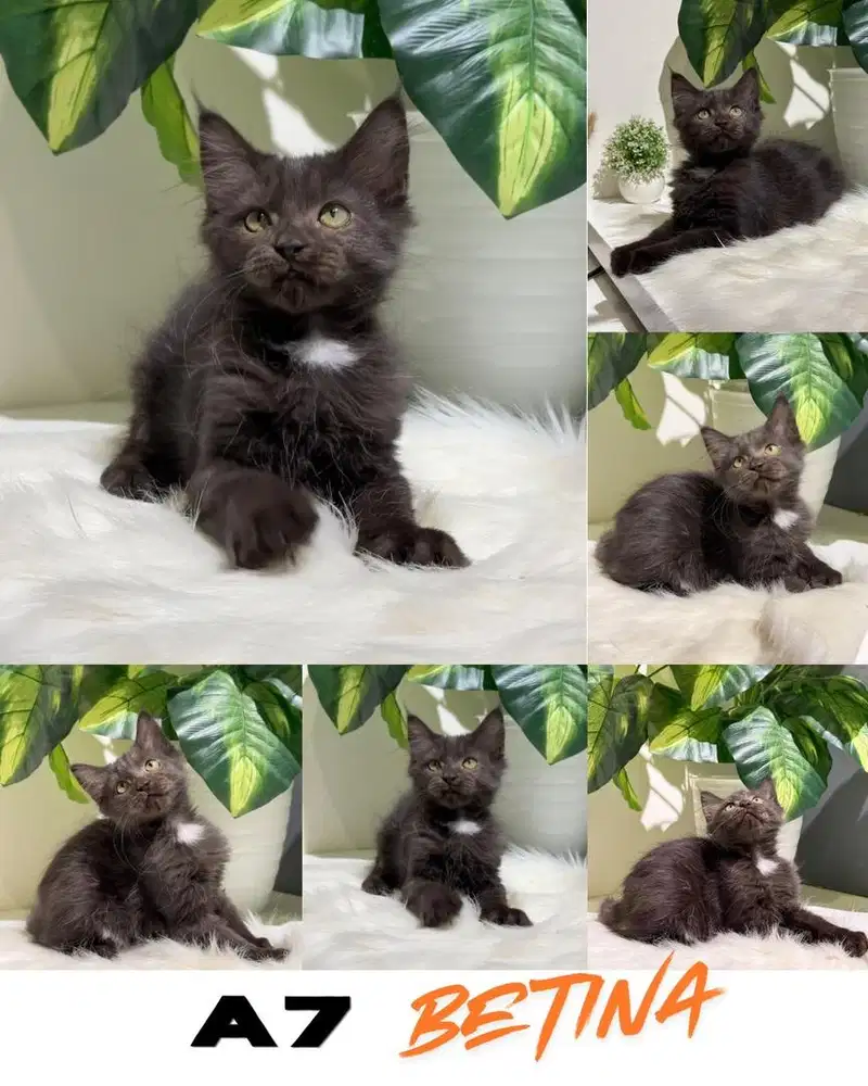 Kitten maine coon / Kucing Maine coon
