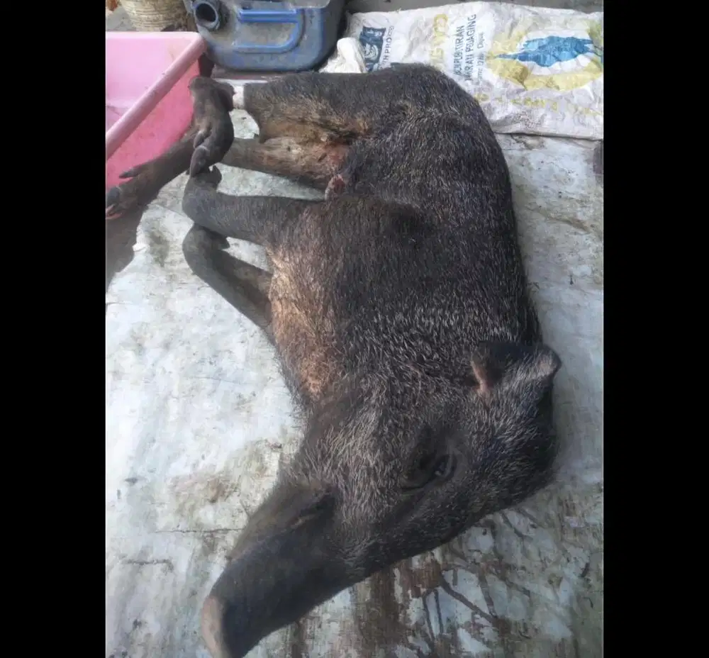 Daging celeng babi hutan