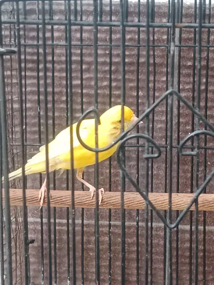 Kenari Af betina dewasa