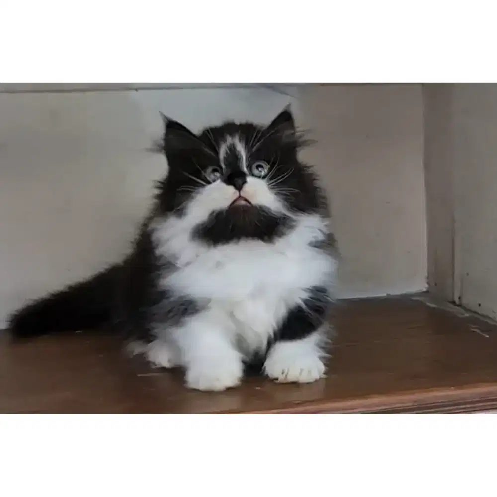 Munchkin kaki pendek kucing cebol lucu imut, gemoy sehat aktif.