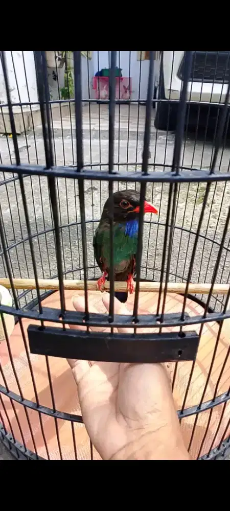 Tengk3k buto jantan gacor jinak