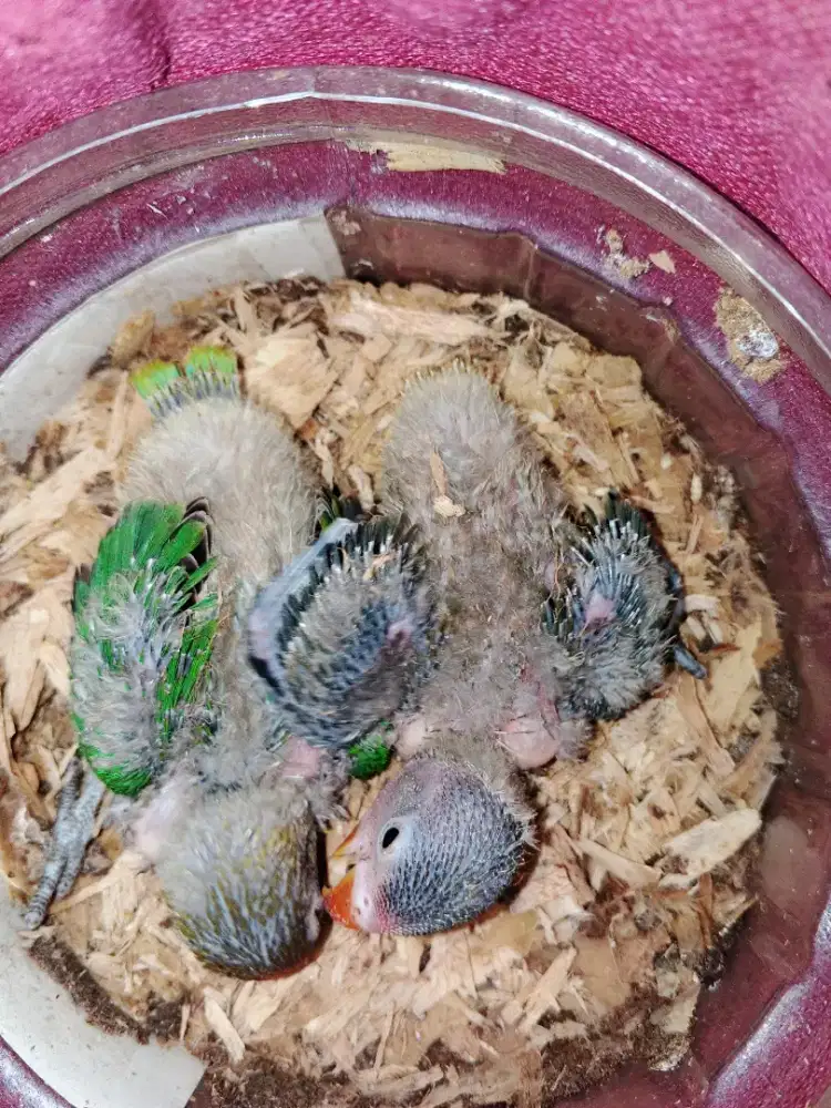 Lolohan Lovebird dua ekor