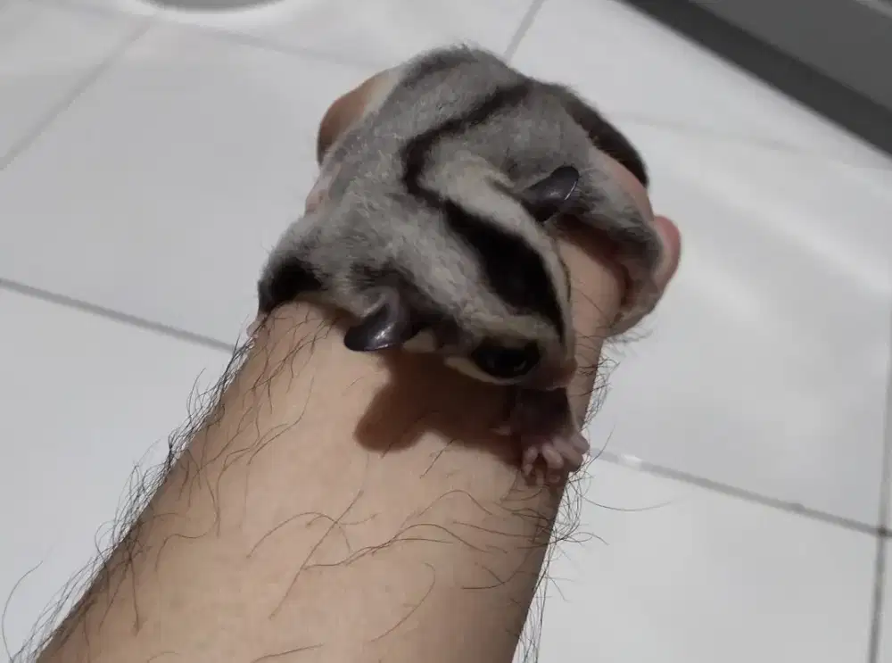Sugar Glider Classic Grey Het Leu