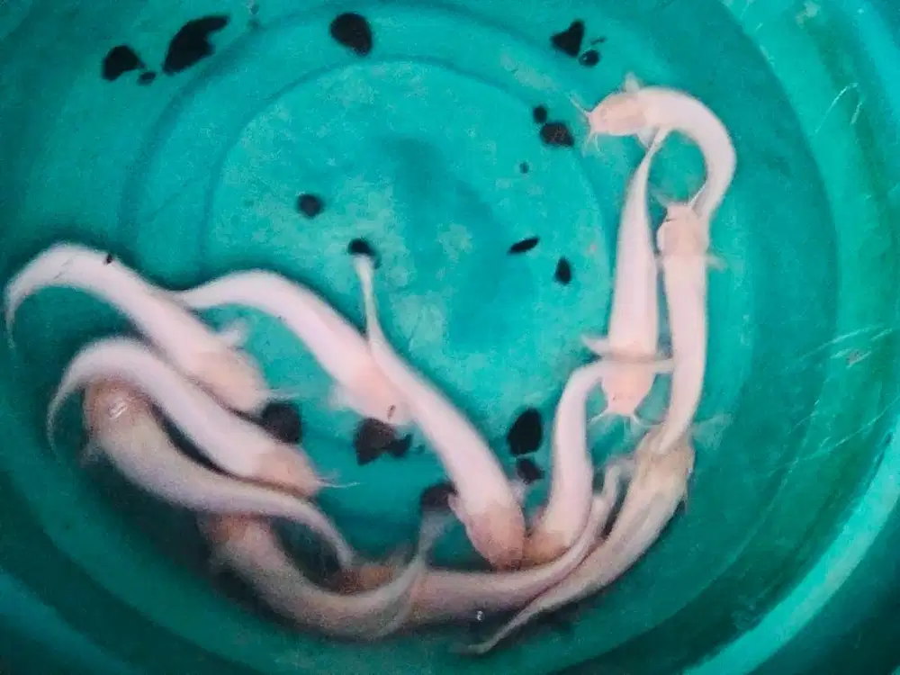 Lele Albino ukuran 22 -25cm