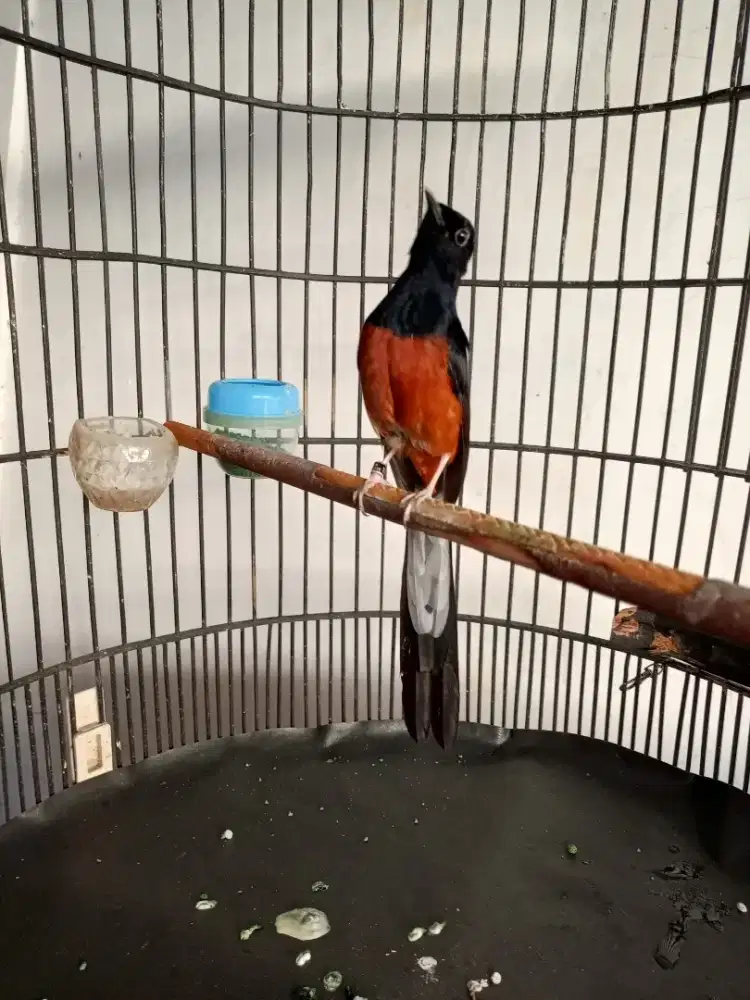 Murai Batu Siap Gantang