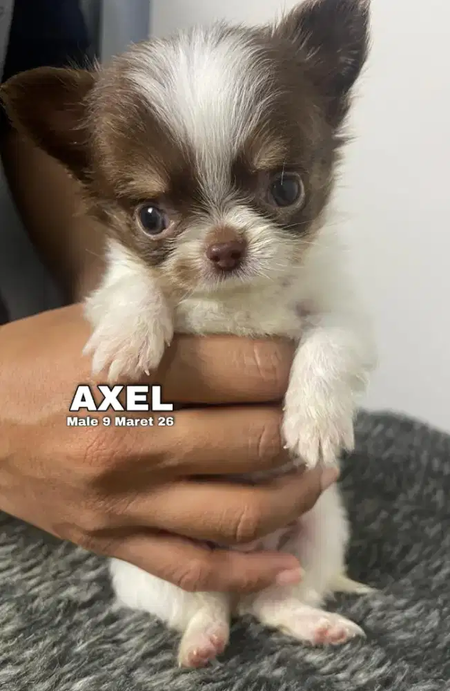 Teacup Chihuahua longhair jantan •AXEL•