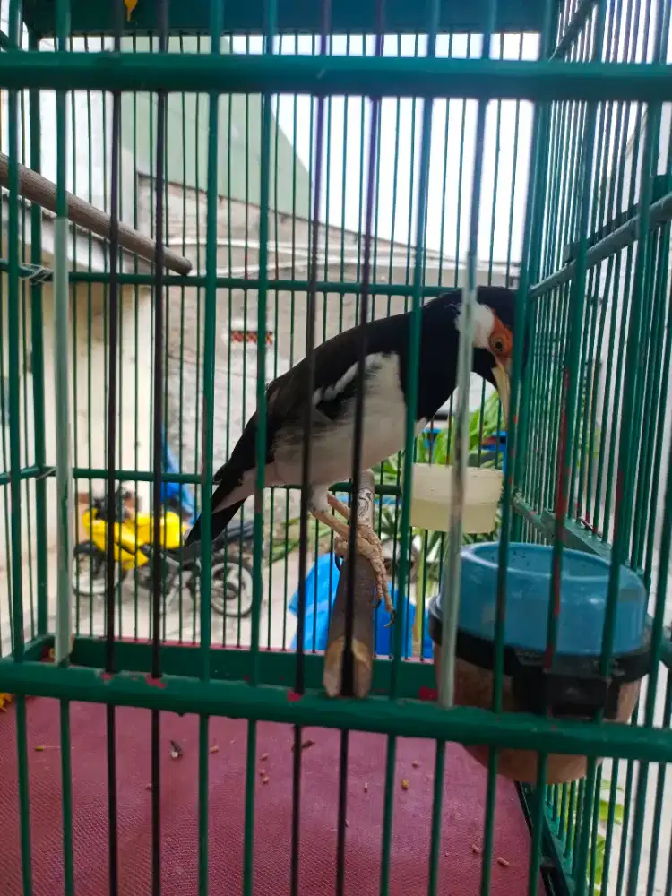 Burung jalak suren