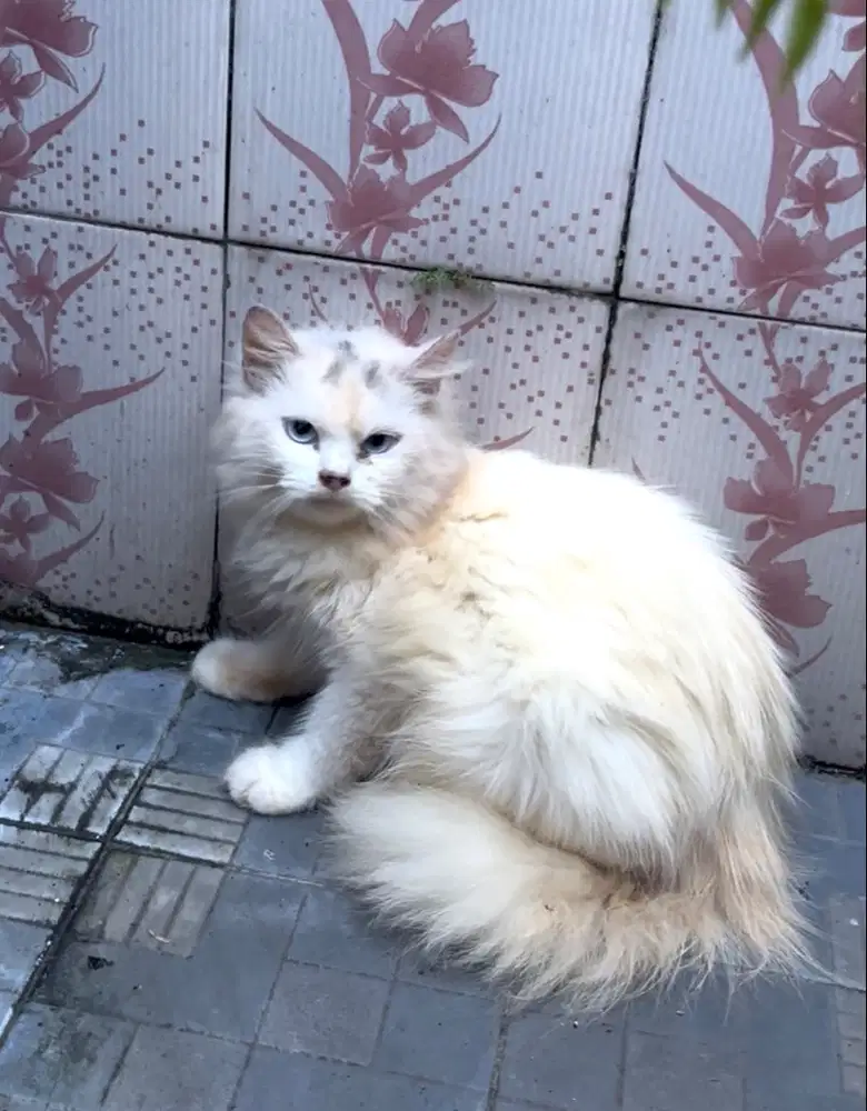 Persian betina mata biru