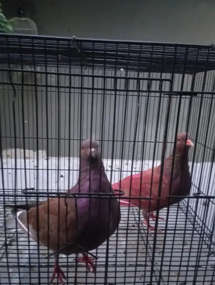 Sepasang burung merpati