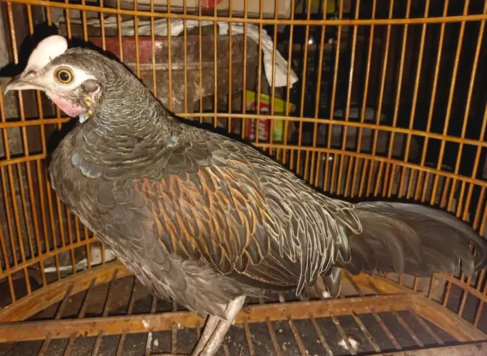 ahh ayam alas ayam hutan hij4u B4li j4wa