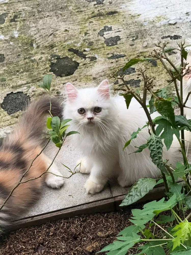 Kucing persian longhair