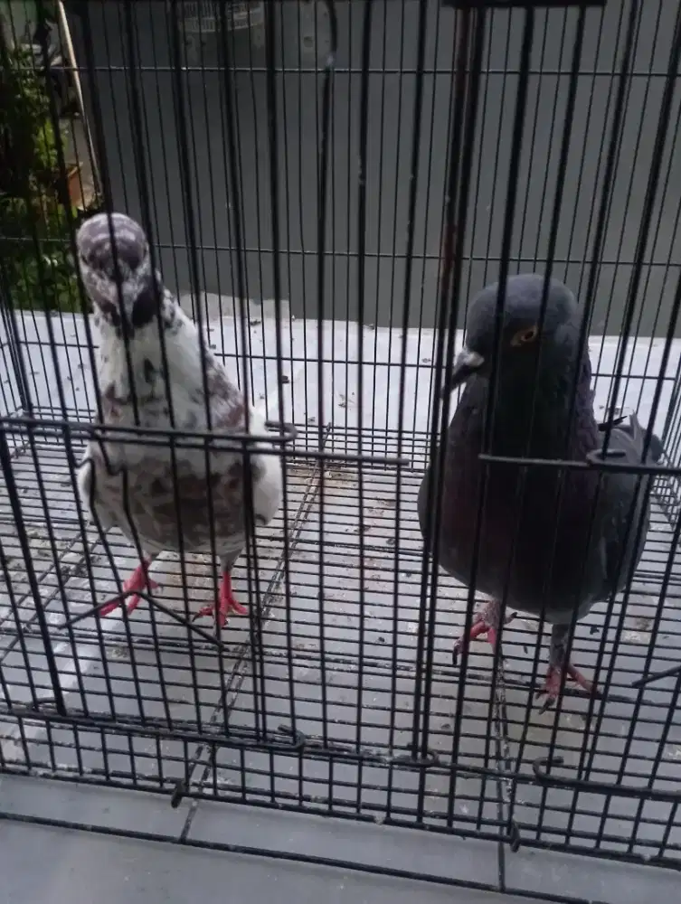 Sepasang burung merpati