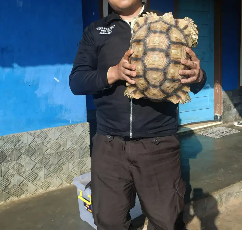 KURA KURA DARAT SULCATA