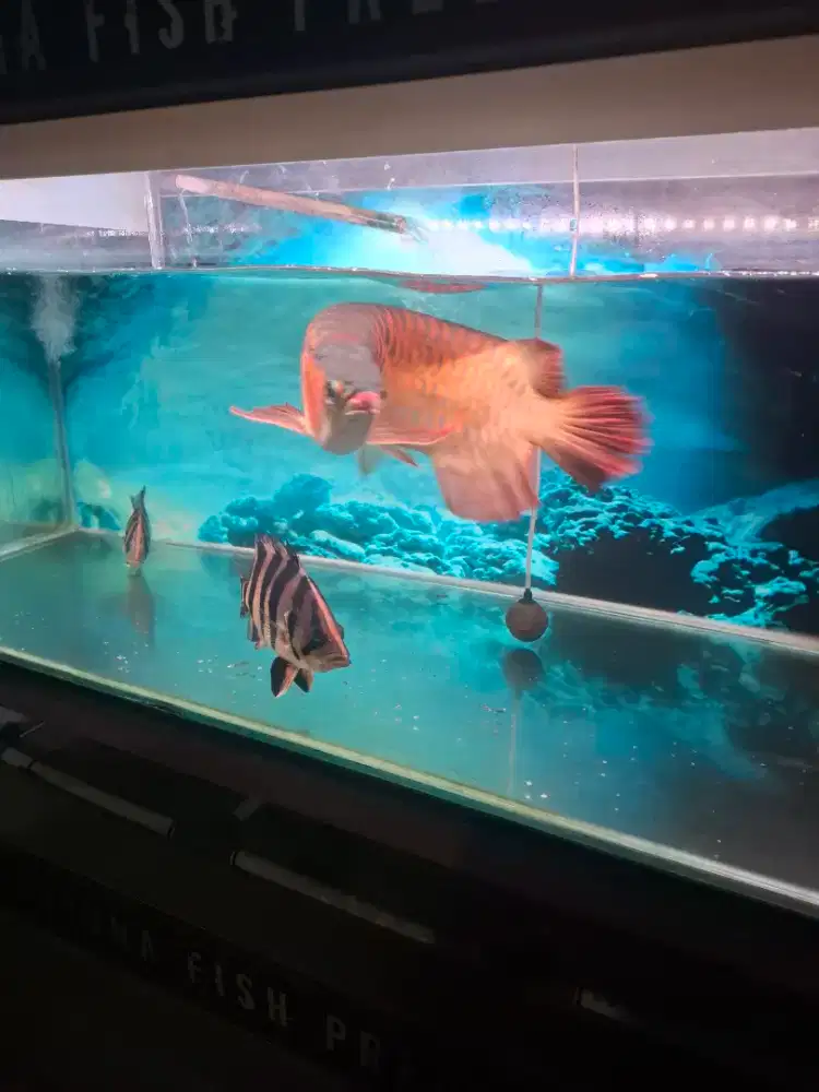 Arwana super red 60 cm