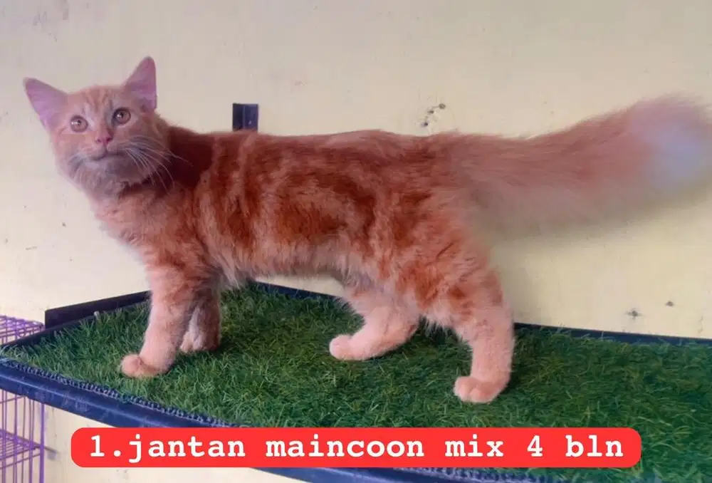 Kucing ras maincoon mix persia