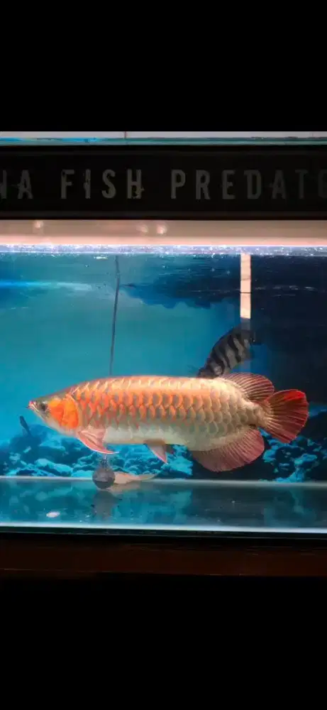 Arwana super red 60cm