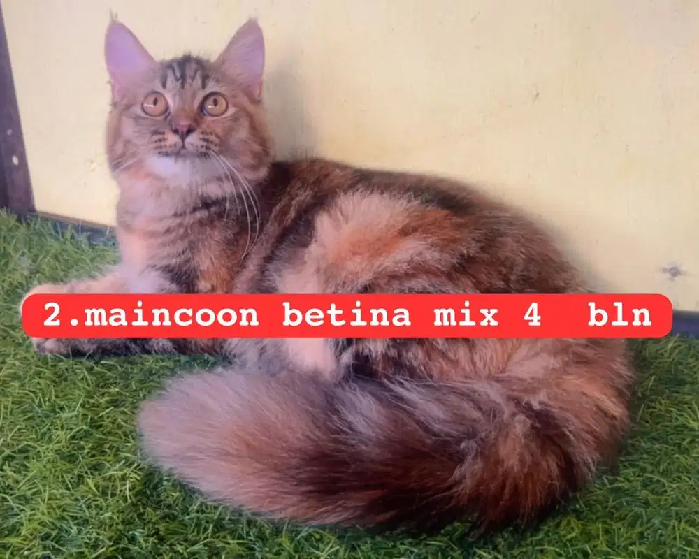 Kucing maincoon mix persia betina