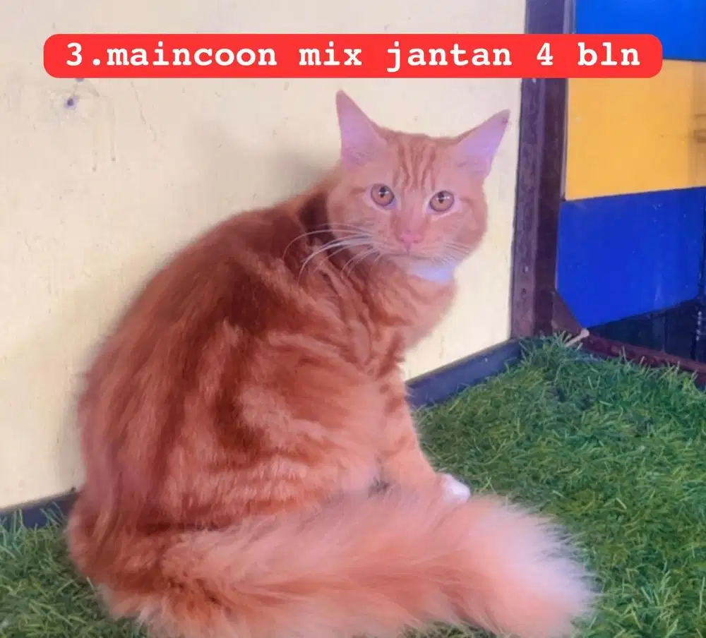Kucing ras maincoon mix persia jantan
