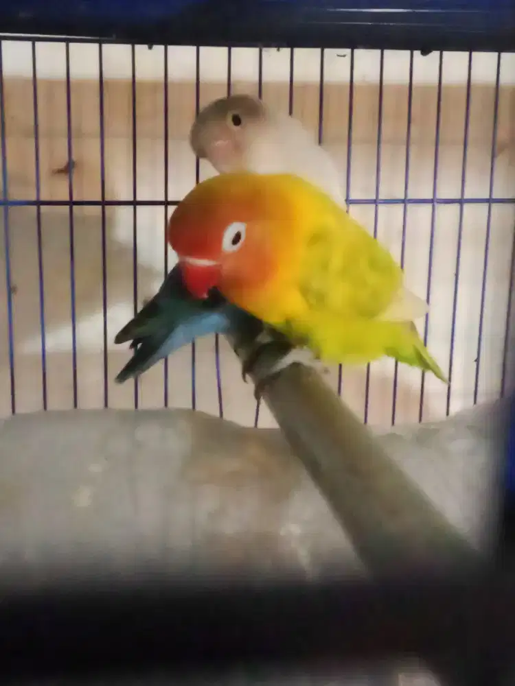 sajodo lakbet siap ternak