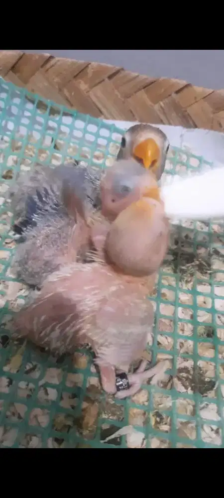 Lolohan Lovebird Hasil panenan sendiri