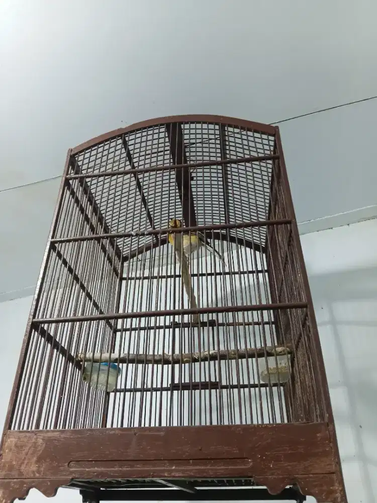 dijual burung Murai anakan Trotolan Harga Rp 500000