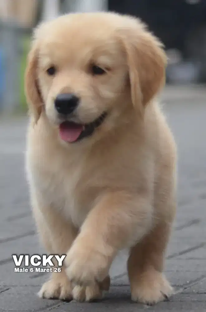 Golden ret jantan •VICKY•