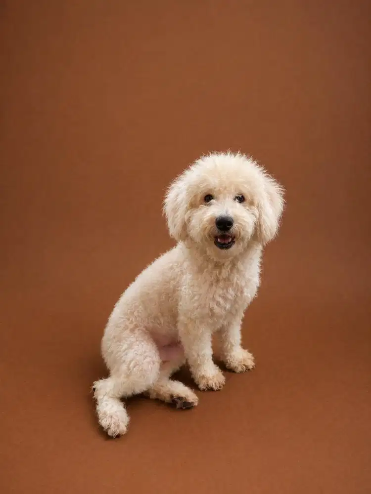JUAL ANJING POODLE STAMBUM REMAJA