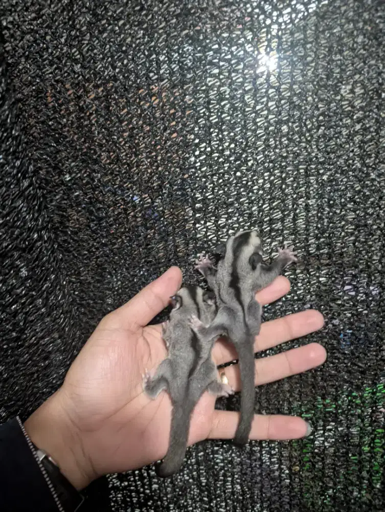 Sugar glider classic grey