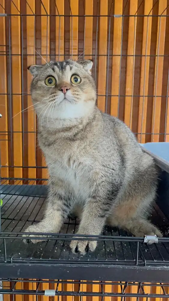 Scottish triple fold