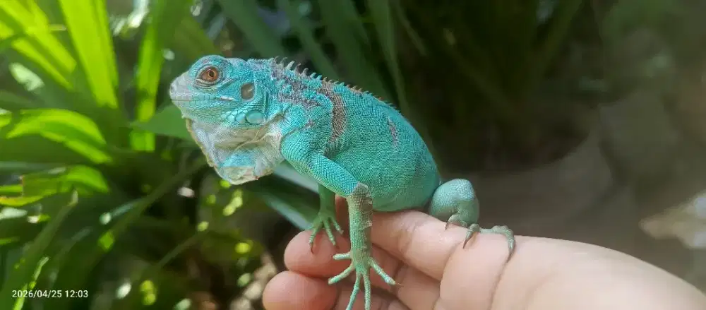 Iguana Blue Dan Albino