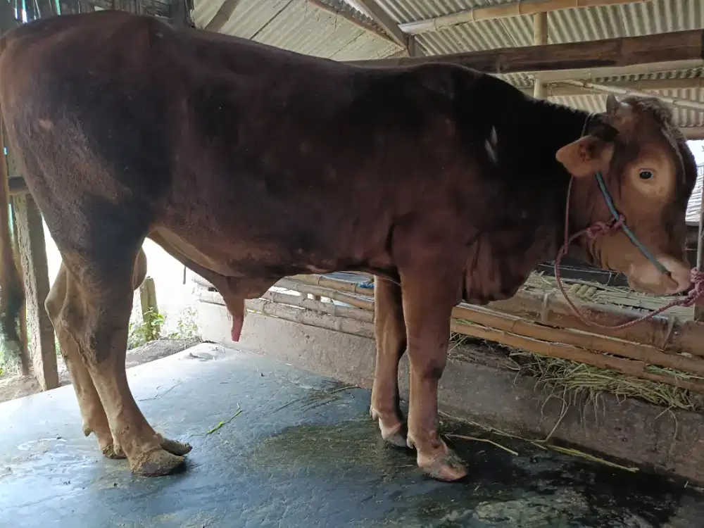 Jual Sapi dan Kambing Kurban sedati