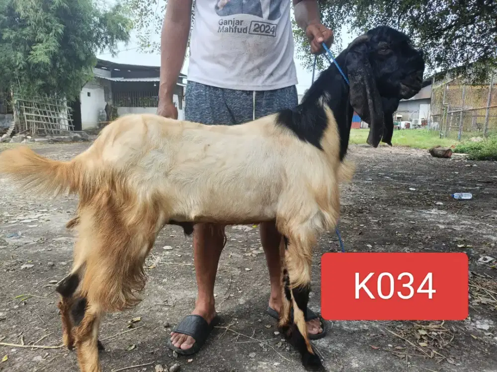 Sedia kambing kurban murah