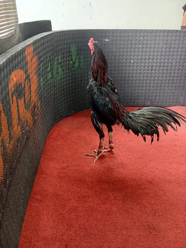 AYAM MANGON, PAKHOEY, PAMA, BIRMA, KOYTRAD DLL