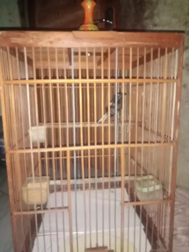 Kacer jabar Jawa barat