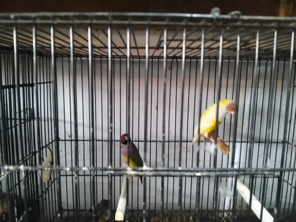 Sepasang burung Gould amadine
