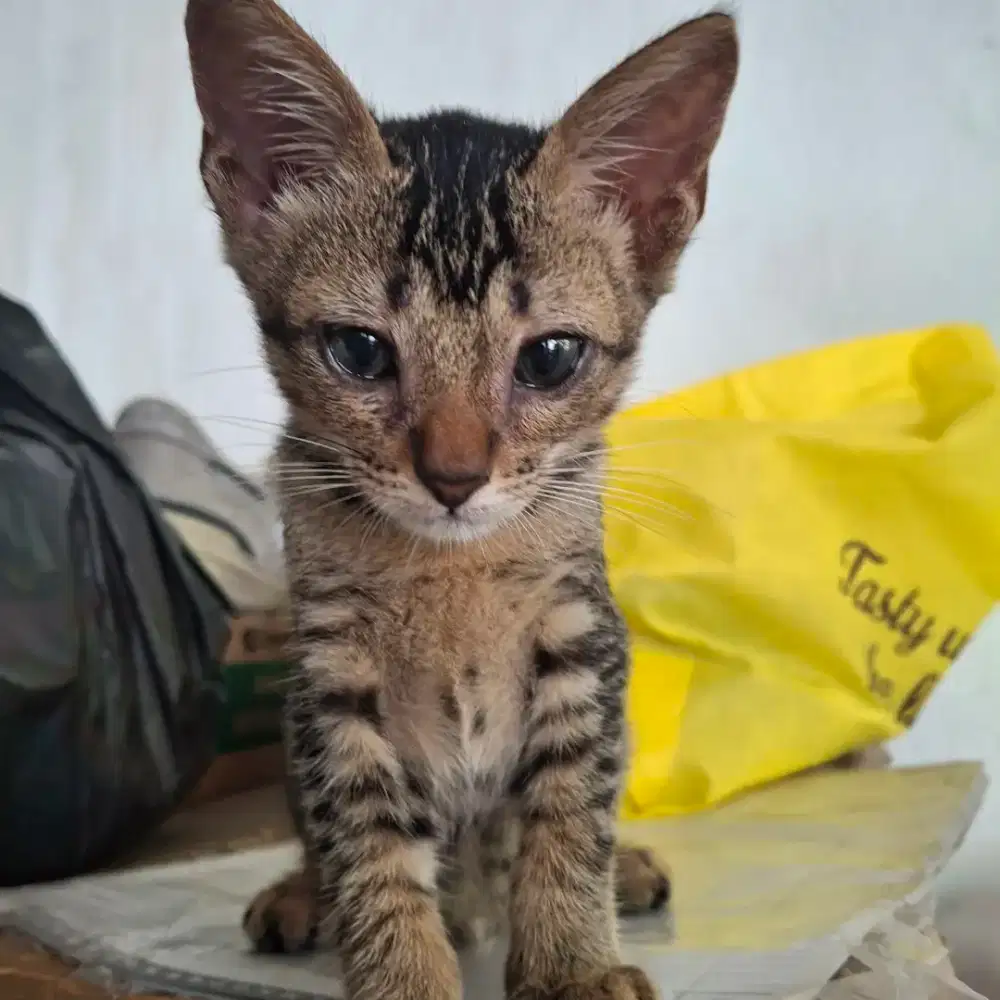 Open adop kucing domestik (kampung), betina/jantan 2bln, gratis, sehat