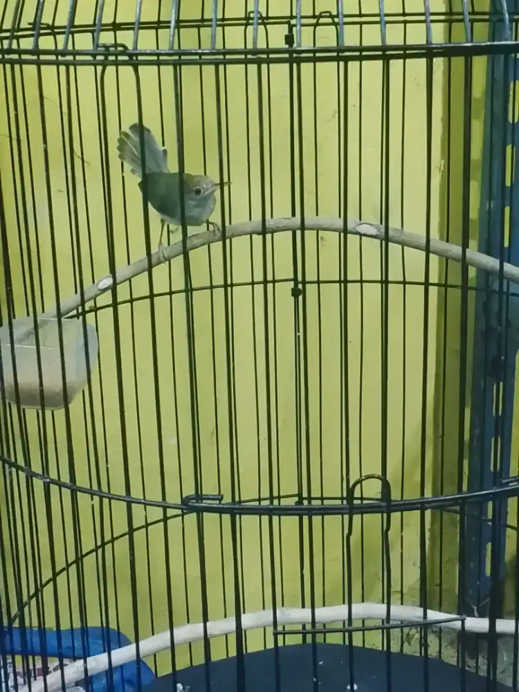 Perenjak atas betina